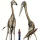 The giant pterosaur, Arambourgiania, compared for size against a giraffe and a human. Image: Mark Witton
